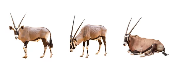 Photo sur Plexiglas Antilope Collection, Wild Arabian Oryx leucoryx,Oryx gazella or gemsbok isolated on white background. large antelope in nature habitat, Wild animals in the savannah. Animal with big straight antler horn.