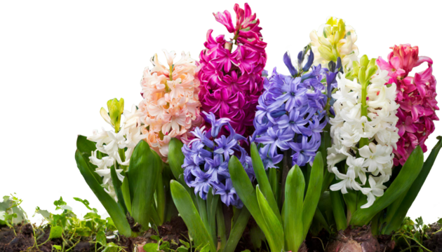 ヒヤシンス　悲しみを超えた愛