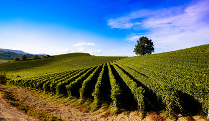 Fototapeta na wymiar Landscape over the vineyards in the Piedmontese hills of the Langhe