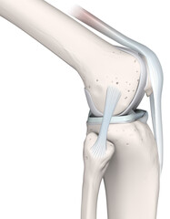 Knee Joint Anatomy. Bones, Menisci, Articular Cartilage And Ligaments. Lateral View. 3D Illustration