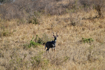 Kudu Antelope in the savannah of Africa