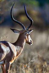 Antelope in the savannah of Africa