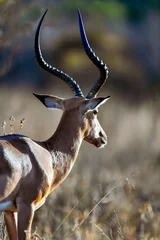 Plexiglas foto achterwand Antelope in the savannah of Africa © Herbert