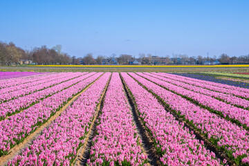 Hyacinth fields, Holland, Netherlands