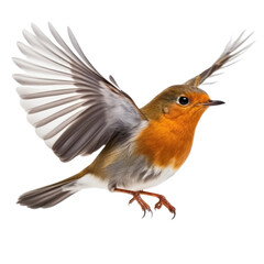 European Robin, Erithacus rubecula on transpalate background