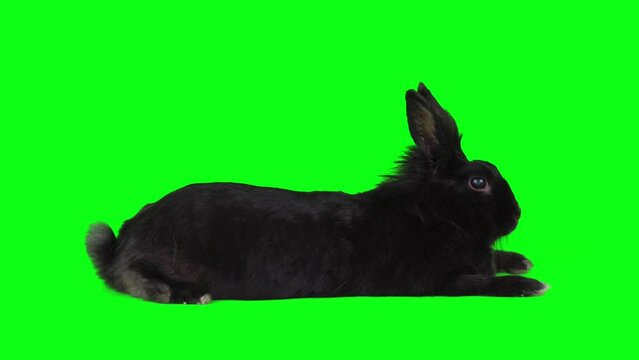 hare rabbit set on green background screen