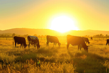 Cows peacefully grazing in golden sunset light