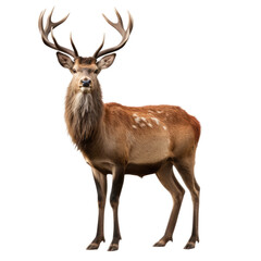 Side view Red deer, animal isolated on transpalate background