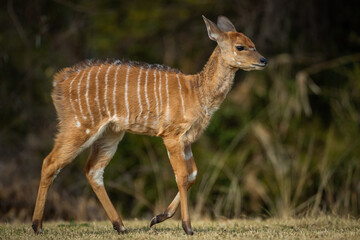 Young kudu walking in the bush