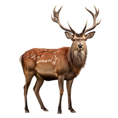 Naklejka na ściany i meble Side view Red deer, animal isolated on transpalate background
