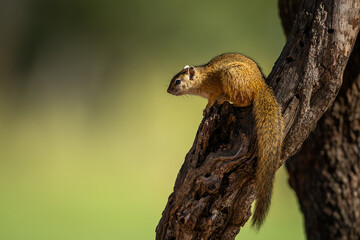 Tree squirrel on tree