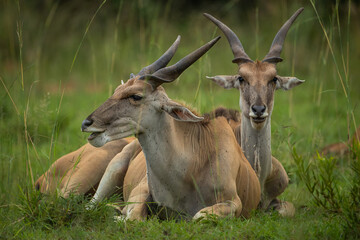 Naklejka na ściany i meble Two female eland sitting together