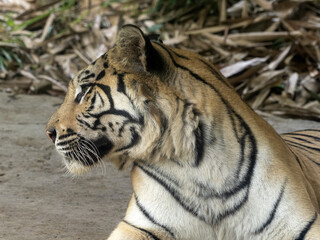 Portrait of Indian Tigers, Panthera tigris tigris, Bali Safari Indonesia