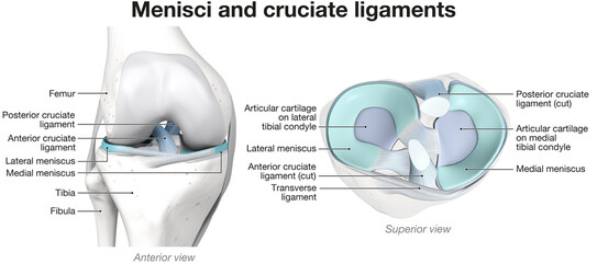 Menisci and cruciate ligaments. Labeled 3D Illustration