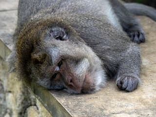 Sleeping male Long-tailed Macaque, Macaca fascicularis, Uluwatu temple Bali Indonesia