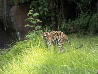 Indian Tigers, Panthera tigris tigris, Bali Safari Indonesia