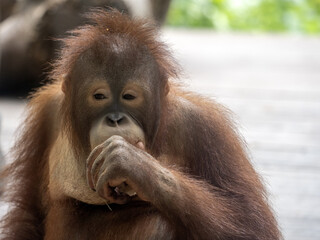 Fototapeta premium Adult cub Bornean Orangutan, Pongo pygmaeus, Bali Safari Indonesia