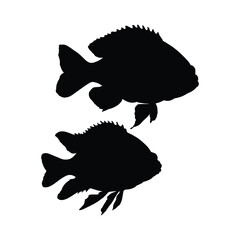 silhouette of Tilapia Fish Isolated on white