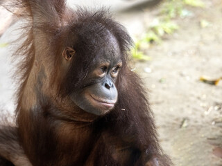 Naklejka premium Adult cub Bornean Orangutan, Pongo pygmaeus, Bali Safari Indonesia