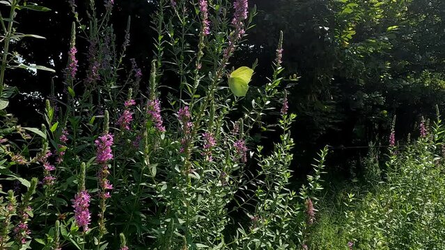 Farfalla in volo rallentato