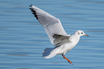 Fototapeta na wymiar Larus michahellis is a mediterranean seagull common in aiguamolls emporda girona spain