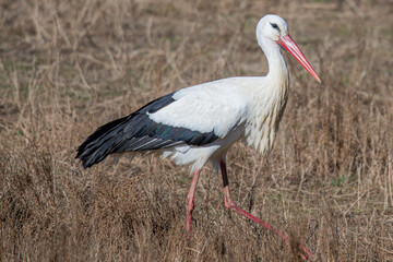Fototapeta premium Ciconia ciconia is a european stork in aiguamolls emporda catalonia catalunya spain