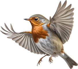 Fototapeta premium Robin bird, Close-up colored-pencil sketch of European Robin, Erithacus rubecula.