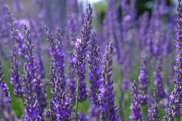 lavender field in summer