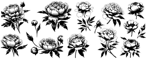 Set of beautiful peony. Collection of peony flower buds and leaves. Botany. Design for a t-shirt. Wedding flower. Vector illustration of floral decoration for print. - obrazy, fototapety, plakaty