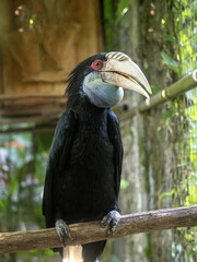 Wreathed Hornbill, Rhyticeros undulatus, sits on a branch and observes the surroundings