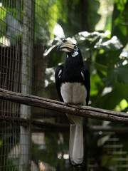 Oriental pied-hornbill, Anthracoceros albirostris, sits on a branch and observes the surroundings