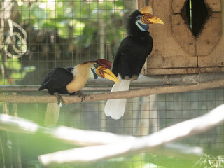 A pair of Knobbed Hornbill, Rhyticeros cassidix, sits on a branch and observes the surroundings