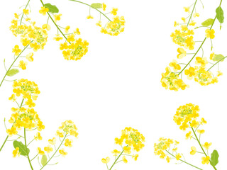 菜の花のフレームイラスト
