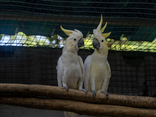 A pair of Sulphur-crested Cockatoo, Cacatua galerita, sits on a branch and observes the surroundings