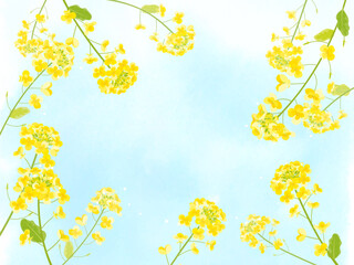 菜の花の背景イラスト
