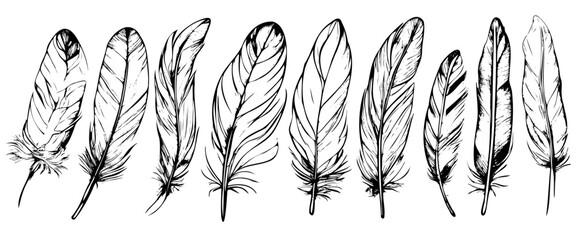 Set of feather engraved in sketch style isolated on white background. Vintage hand drawn ink sketch.