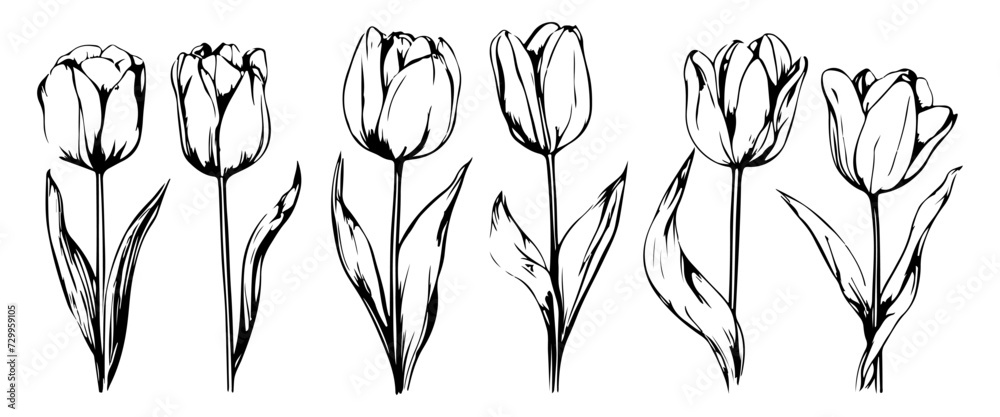 Wall mural tulip flowers decoration doodle set. collection of hand drawn various blooming tulip floral pattern 