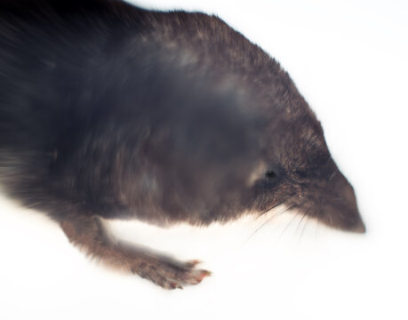 Isolated portrait of Old World water shrew (Neomys fodiens) . Selective focus on hypersensitive vibrissae and long movable nose. With nose shrew loosens soil, with vibris it finds insects by touch
