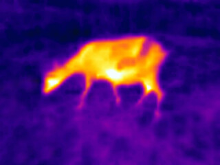 A goat in a cold morning meadow. The image from thermal imager device
