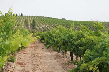 Fototapeta na wymiar wine farm in spain