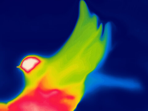 The Firebird (from Igor Stravinsky's ballet) - the mystical bird of happiness imagination. Thermal impressijnism