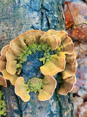 blue and yellow mushrooms 