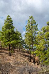 Fototapeta na wymiar Pine trees on a mountain on Gran Ganaria island