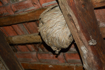 Wasp nest under one roof