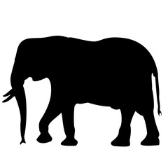 elephant silhouette isolated on white