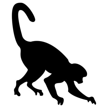 silhouette of a hanging monkey