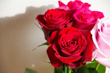 赤とピンクのばら