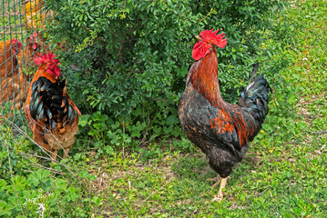The upright rooster crowing in the farm