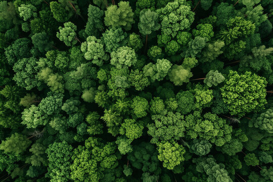 Top view. Forests Landscape. Ecological concept