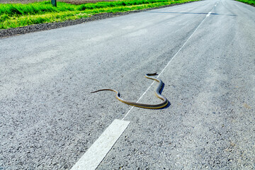 Large 1.5-meter Balkan snake (Coluber jugularis) on highway. It is very brave, aggressive snake in relation to predators, boldly overcomes open spaces even during day, but cars and drivers antipathy..